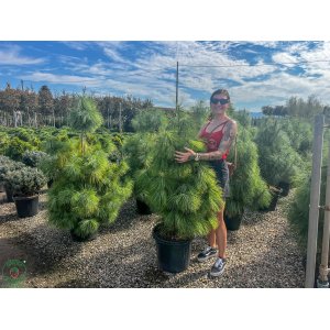 Borovica himalájska (Pinus strobus) ´WALLICHIANA´ výška: 120-150 cm, kont. C30L (nepichľavá)